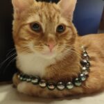 Leo de kat met het prachtige Tahiti parelsnoer